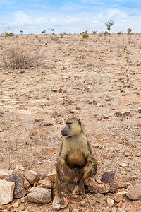 肯尼亚的Baboon哺乳动物橙子荒野灵长类狒狒公园成人女性毛皮动物图片
