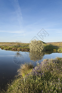 湖池塘国家乡村环境反射绿色镶边边界叶子荒野图片