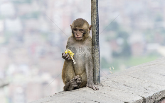 中的猴子动物食物摄影主题水果毛皮生物灵长类营养品脊椎动物图片