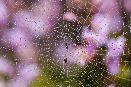 带水滴的蜘蛛网雨林绿色网络陷阱蜘蛛夹子框架艺术森林宏观图片