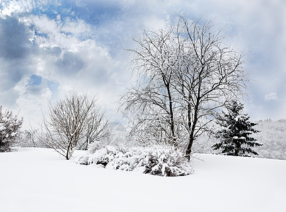 冬季公园景观雪花树木降雪国家季节场景植物群云杉天气冻结图片