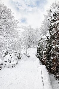 冬季公园景观雪花魔法天气场景风景植物群国家冻结云杉森林图片