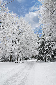 冬季公园景观云杉冻结风景季节降雪雪花魔法树木国家天气图片