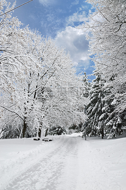 冬季公园景观云杉冻结风景季节降雪雪花魔法树木国家天气图片