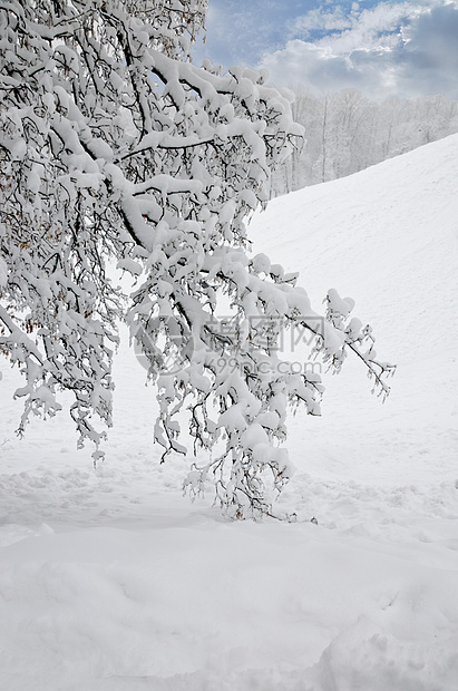 冬季公园景观季节魔法云杉场景树木森林降雪雪花植物群天气图片