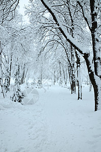 冬季公园景观植物群风景魔法降雪季节树木雪花国家天气森林图片