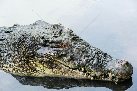 大成年咸水鳄鱼 在平静的水中 紧闭衰变动物爬虫荒野野生动物反射微笑皮肤捕食者危险图片