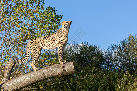 Cheetah 与复制空间站在树枝分支上图片