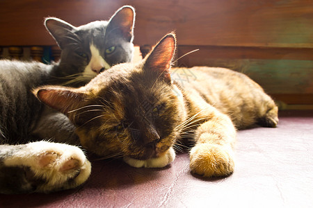 母猫猫警卫朋友新生伴侣晶须哺乳动物猫科动物拥抱冒充猫咪图片