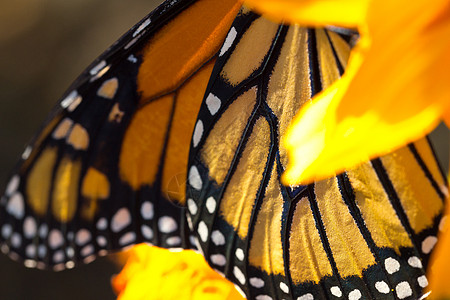 秋天将大雄蝴蝶迁移出去宏观黄色自然颜色色彩植物变化翼展花朵昆虫背景图片