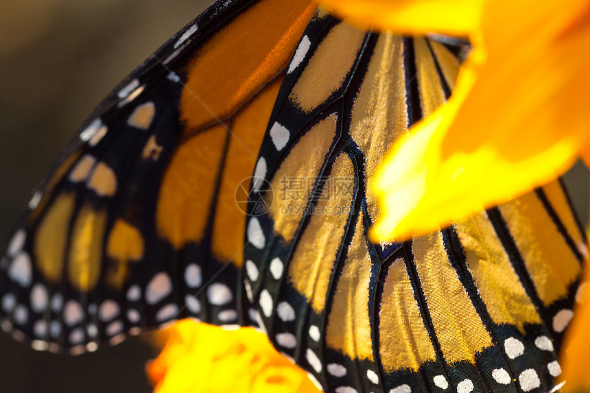 秋天将大雄蝴蝶迁移出去宏观黄色自然颜色色彩植物变化翼展花朵昆虫图片