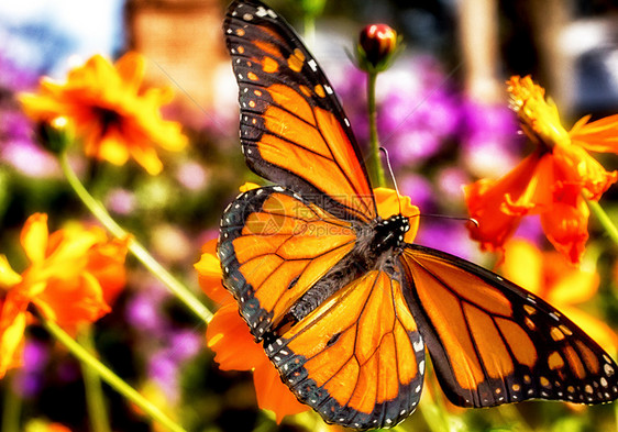 秋天将大雄蝴蝶迁移出去色彩黑色变化帝王蝶斑点花朵翅膀颜色昆虫自然图片