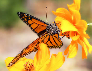 秋天将大雄蝴蝶迁移出去黄色昆虫橙子花园翼展自然色彩黑色变化阳光背景图片