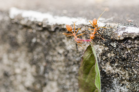 红蚂蚁电源丛林红色昆虫工人森林漏洞宏观力量叶子图片