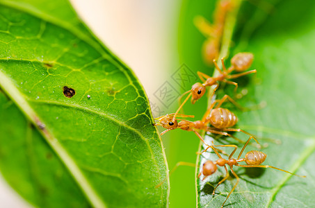 红蚂蚁电源红色叶子宏观丛林工人团队漏洞力量森林昆虫图片