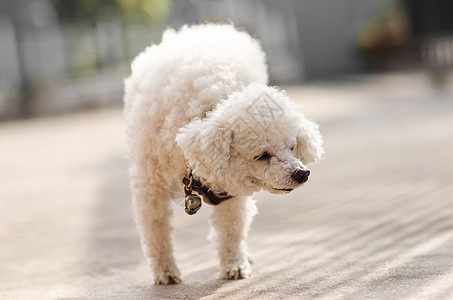 一只小贵宾犬冒充宠物白色小狗卷曲动物玩具食肉犬类伴侣图片