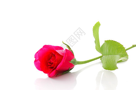 粉红玫瑰念日花瓣礼物粉色叶子温泉白色花束背景图片