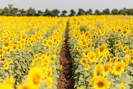 向日向字段阳光生长国家农场天空种子农业蓝色向日葵花粉图片