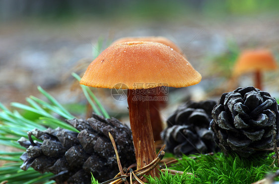 森林中生长的蘑菇树木实体香水环境阳光食物地形生物学斑点植物学图片