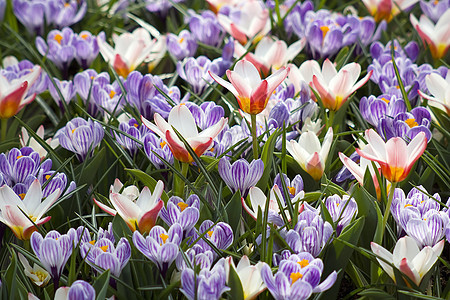 春花紫色季节公园蓝色花园场地花瓣灯泡园艺植物群图片