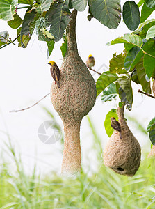 树与鸟Baya 编织鸟巢绿色巢鸟织工野生动物丛林动物织布工房子稻草翅膀背景