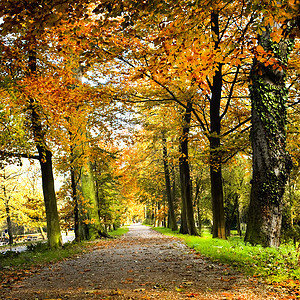 在公园里 有山毛树 秋色绿色阳光树叶红色晴天季节森林背光小路金子图片