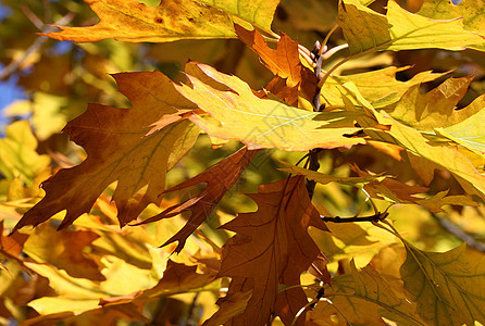 秋天橡树叶红色黄色棕色叶子蓝天树叶植物群图片