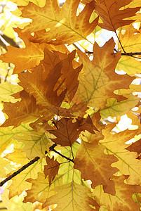 秋天红色树叶叶子蓝天橡木黄色植物群棕色图片