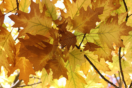 干橡树叶叶子蓝天橡木黄色棕色红色植物群图片