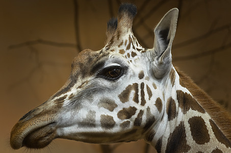 吉拉菲动物园野生动物鼻子脊椎动物食草动物荒野哺乳动物图片