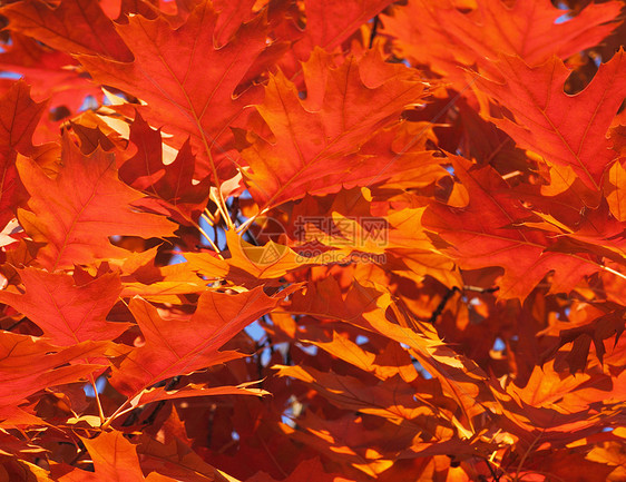 秋天橡树叶植物群黄色紫色树叶背景叶子红色图片