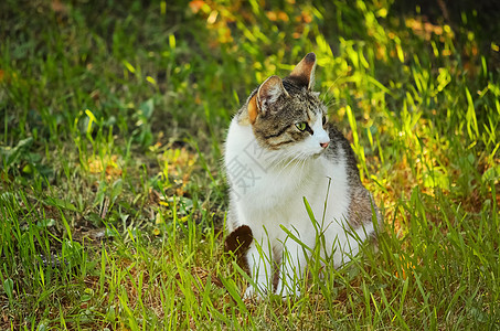 猫类环境流浪猫家畜草地宠物流浪动物图片