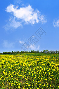 dandelion 字段美丽农业花瓣环境场景公园草地植物群晴天太阳图片