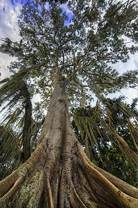 Ceiba 树树干环境天空公园胆碱植物植物学蓝色热带绿色图片