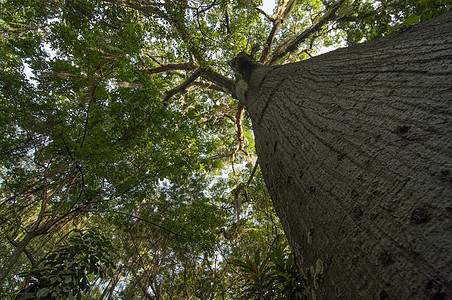 Ceiba 树树干环境森林植物植物学热带胆碱绿色蓝色旅游图片