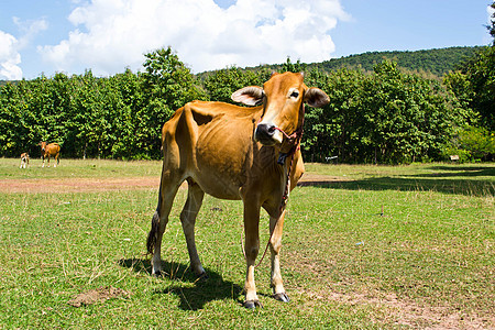 草地里的牛环境牛肉乳房哺乳动物牧场小牛天空草原草本植物农场图片