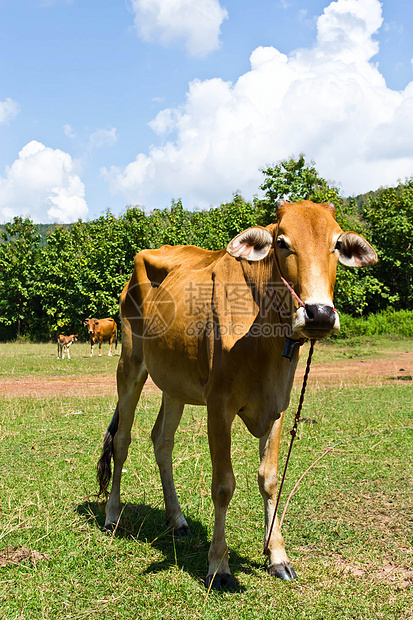 草地里的牛经济配种草本植物小牛草原奶制品场地蓝色村庄牛奶图片