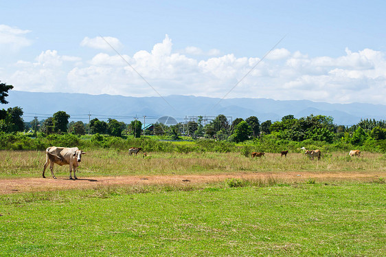 草地里的牛牛奶家畜乳房畜牧业环境哺乳动物牧场天空奶制品动物图片