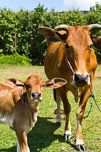 草地里的牛小牛动物畜牧业乳房蓝色环境牧场牛奶牛肉草本植物图片