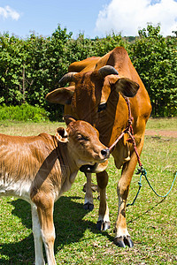 草地里的牛配种环境天空农场奶制品村庄草本植物牛奶奶牛哺乳动物图片