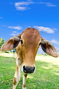 草地里的牛母牛小牛农村乳房牧场农田奶制品环境牛肉经济图片