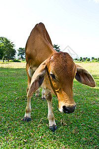 草地里的牛牧场蓝色草本植物农田哺乳动物农村配种牛肉场地草原图片