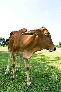 草地里的牛草原小牛农田牛奶家畜农场乳房牛肉动物群环境图片