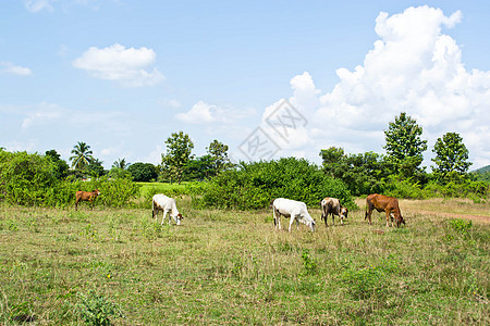 草地里的牛配种环境农场村庄牛肉家畜母牛奶制品草原奶牛图片