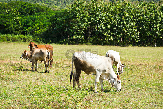 草地里的牛经济蓝色奶制品牧场村庄牛奶母牛天空牛肉草原图片