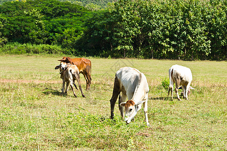 草地里的牛天空奶牛草本植物动物经济农村哺乳动物牛奶环境牧场图片