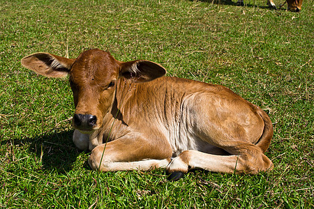 草地里的牛哺乳动物牛奶乳房牧场畜牧业天空牛肉草本植物家畜母牛图片