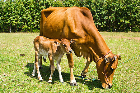 草地里的牛牧场村庄动物农村哺乳动物农场母牛经济乳房奶制品图片