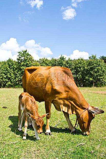 草地里的牛哺乳动物配种奶制品环境乳房农场小牛奶牛场地农田图片