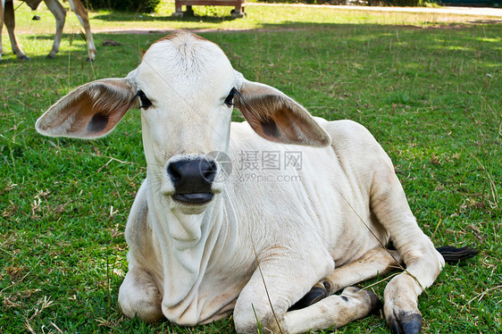 草地里的牛牛奶经济牧场草原小牛配种农田哺乳动物牛肉奶牛图片